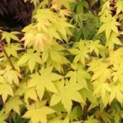 Acer palmatum 'Summer Gold'