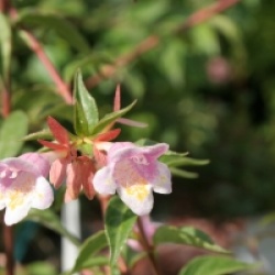 Abelia engleriana