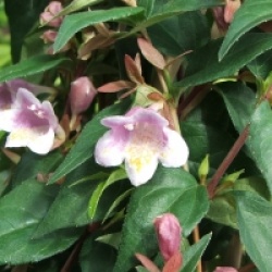Abelia engleriana