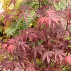 Acer palmatum 'Moonfire'