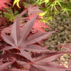Acer palmatum 'Moonfire'