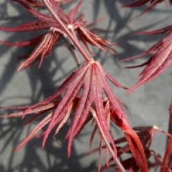 �rable du Japon Moonfire