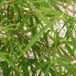 Acer palmatum 'Koto-no-ito' - �rable du Japon Koto-no-ito