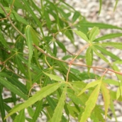 Acer palmatum 'Koto-no-ito'