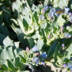Mertensia maritima - Plante hu�tre