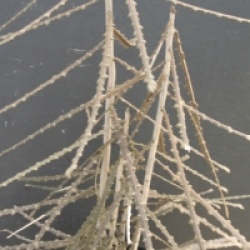 Pseudopanax ferox - Pseudopanax ferox