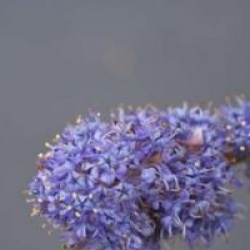 Ceanothus 'Delight' - C�anothe Delight