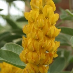 Gen�t de battandier Yellow Tail