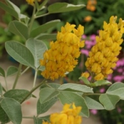 Cytisus battandieri 'Yellow Tail'