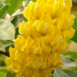Cytisus battandieri 'Yellow Tail'