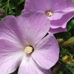 Alyogine de Santa Cruz