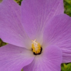 Alyogine huegelli 'Santa Cruz'