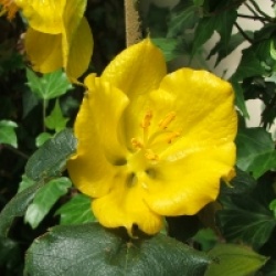 Fremontodendron Pacific Sunset