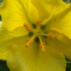 Fremontodendron 'Pacific Sunset'