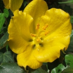 Fremontodendron 'Pacific Sunset'