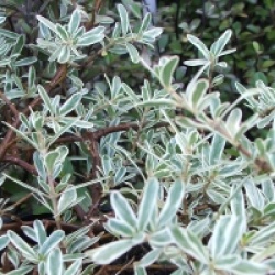 Coprosma x kirkii 'Variegata'  - Coprosma rampant panach�