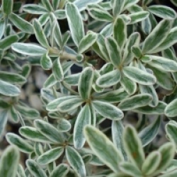 Coprosma x kirkii 'Variegata' 