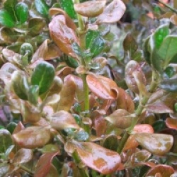 Coprosma Coppershine