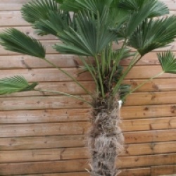 Trachycarpus wagnerianus  - Palmier miniature du Chusan