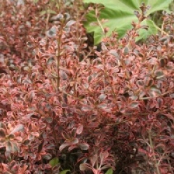 Coprosma 'Fire Burst'