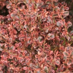 Coprosma 'Fire Burst'