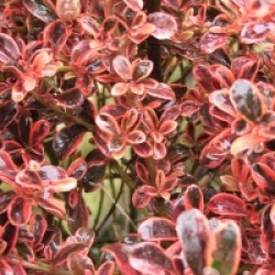 Coprosma 'Fire Burst'