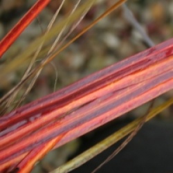 Libertia 'Taupo Blaze' - Libertia Taupo Blaze