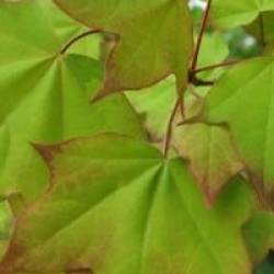 Acer cappadocicum 'Aureum'