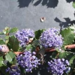 Ceanothus gloriosus