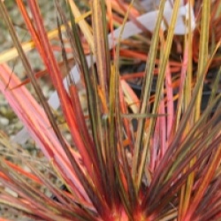 Libertia 'Taupo Blaze'