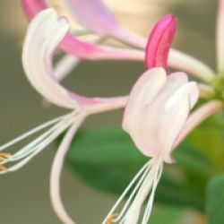 Lonicera 'Fragant Cloud' - Ch�vrefeuille grimpant Fragant Cloud