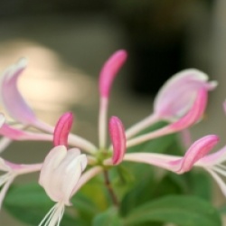 Lonicera 'Fragant Cloud'