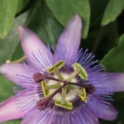 Passiflora x violacea  - Passiflore violacea 