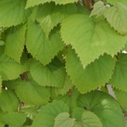 Vitis amurensis 