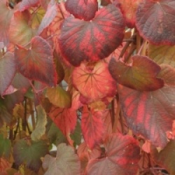 Vitis amurensis 