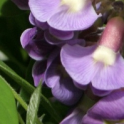 Wisteria frutescens 'Amethyst Falls' �