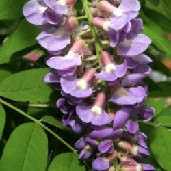 Glycine Amethyst Falls