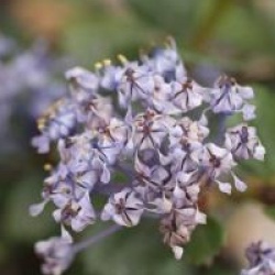 Ceanothus gloriosus