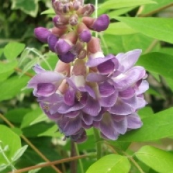 Wisteria frutescens 'Amethyst Falls' �