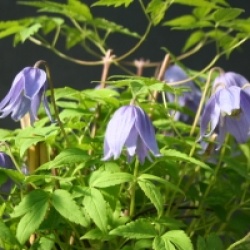 Clematis alpina 'Frances Rivis'