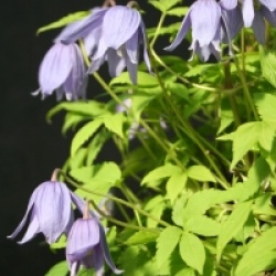 Clematis alpina 'Frances Rivis'
