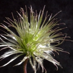 Clematis alpina 'Frances Rivis'