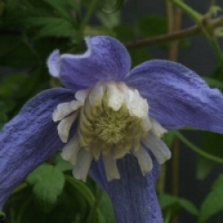 Clematis alpina 'Frances Rivis' - Cl�matite � petites fleurs Frances Rivis