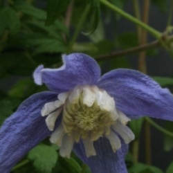 Clematis alpina 'Frances Rivis'
