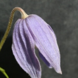 Clematis alpina 'Frances Rivis'