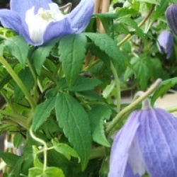 Clematis alpina 'Frances Rivis'