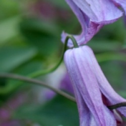 Clematis 'Queen Mother' - Cl�matite Queen Mother