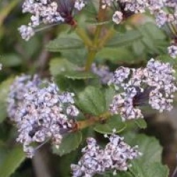 Ceanothus gloriosus