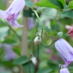 Clematis 'Queen Mother'