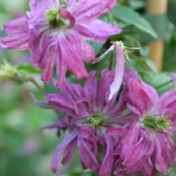 Clematis 'Rosalyn' - Cl�matite Rosalyn
